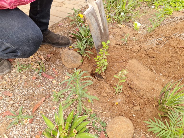AfriForum se Pietersburg-tak plant bome vir boomplantmaand
