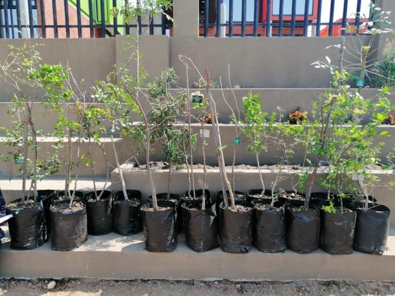 AfriForum se Witbank-tak vier boomplantmaand