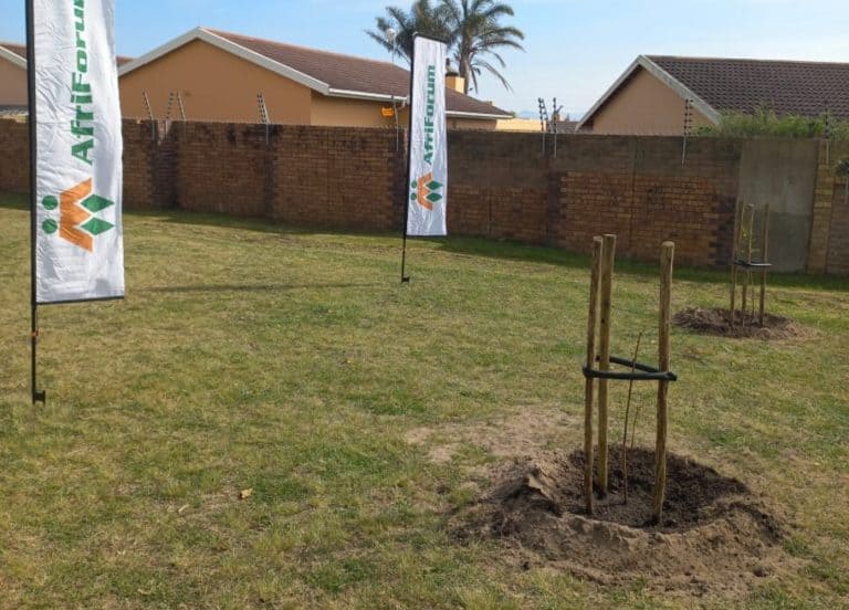 AfriForum se Mosselbaai-tak verfraai parkie deur bome te plant