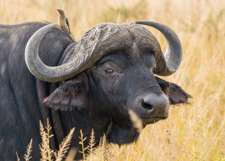 Privaatvervolgingseenheid pak veediefstalsaak van Limpopo-buffelteler