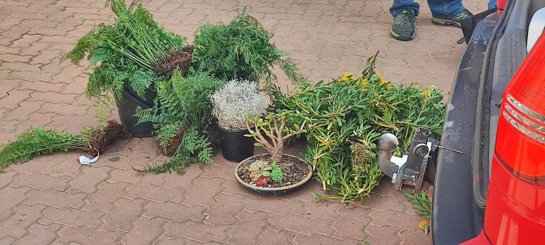 AfriForum se Albertinia-plaaswag trek plantsmokkelaars vas
