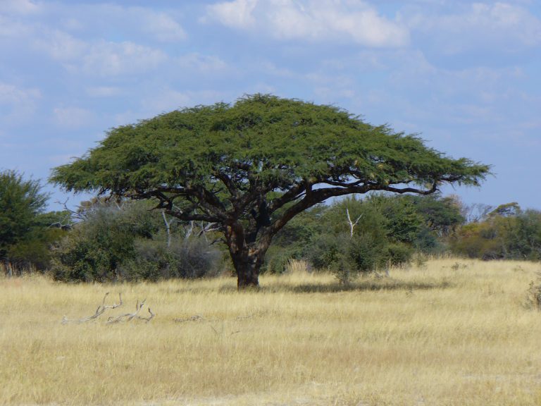 Dorpsontwikkeling buite Klerksdorp kan kameeldoringwoud vernietig – AfriForum