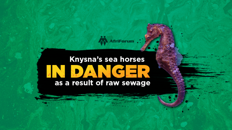 Knysna’s sea horses are in danger as a result of raw sewage.