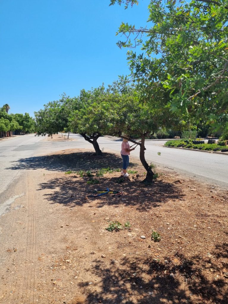 Veiligheid eerste: Oudtshoorn-tak snoei 50 bome op besige pad