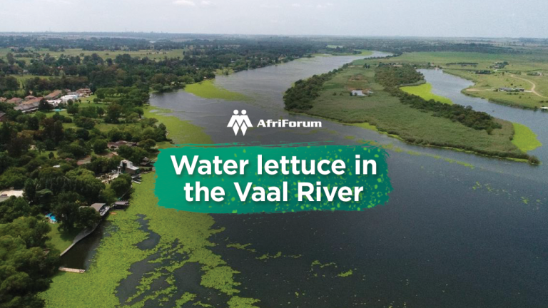 Water lettuce in the Vaal River