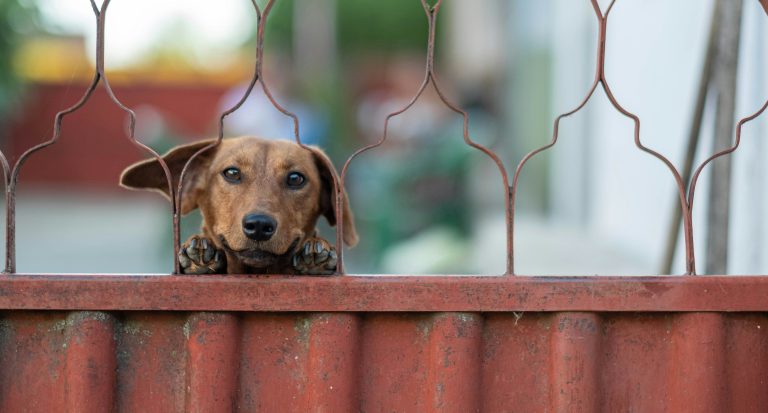 AfriForum-buurtwag slaan toe op vermeende hondevergiftiger